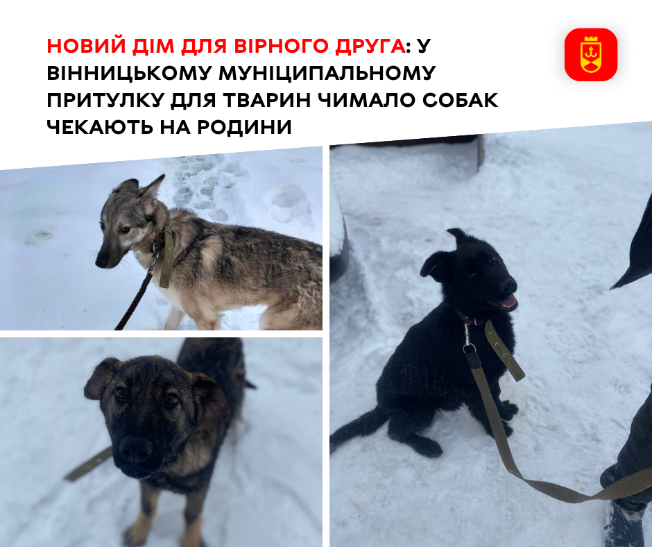 Новий дім для вірного друга: у Вінницькому муніципальному притулку для тварин чимало собак чекають на родини